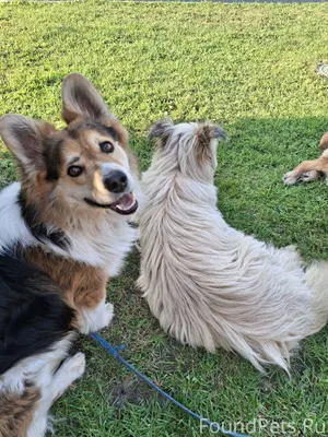 Пропала имя любимая собака! Ег...