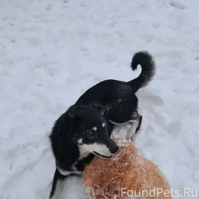 Пропала собака кличка рич, вче...