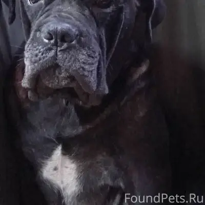 НОГИНСК, ЧЕРНОГОЛОВКА Помогаю ...