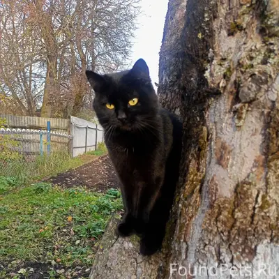 ⚡ПРОПАЛ КОТ! ⚡ В районе соц...
