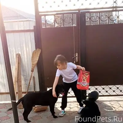 Здравствуйте, пропала собака, ...