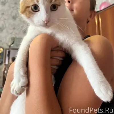 Пропала кошка(домашняя) в райо...