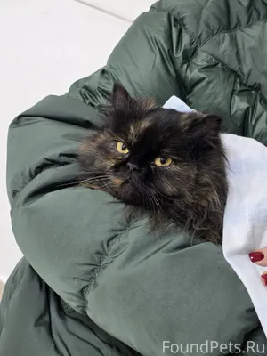 #ищудомКотопес04_кошки Добрый ...