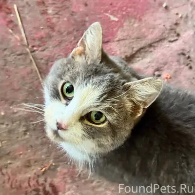 Прибилась кошка (найдена кошка...