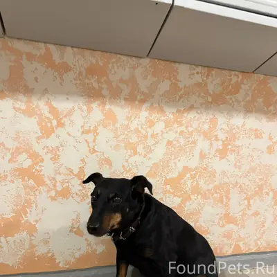 Найдена собака Суздальский про...