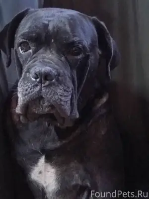 UPD: Помогаю информационно🙏🐶‼️...