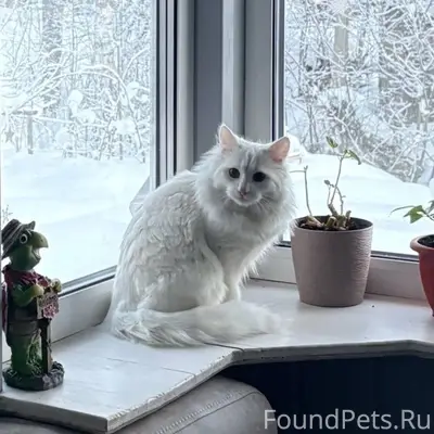 Пропал кот, белого цвета в рай...