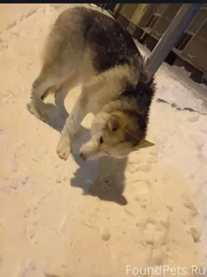 Срочно!!!!! Левый Берег Найден...