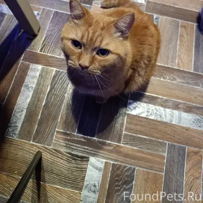 Ребята пропал мой Кот 😢 прожив...