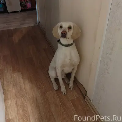 Найдена собака, очень ласковый...