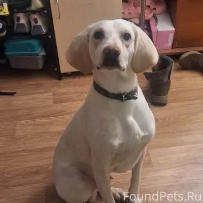 Найдена собака. Обращаться по ...