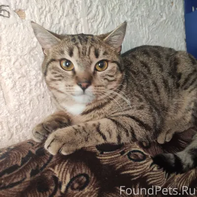 📍 Октябрьский район Нашли кошк...