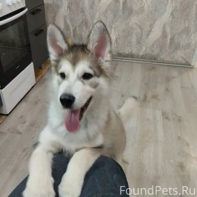 Потерялся щенок, в Малая Зорка...