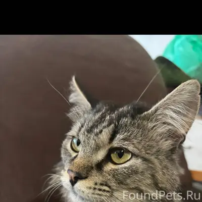 Пропал котик, в районе поселка...