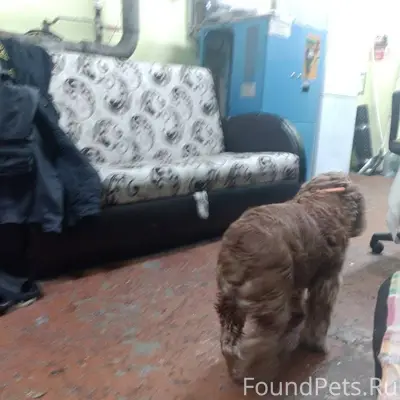 Найдена собака, Нефтяников, 31...