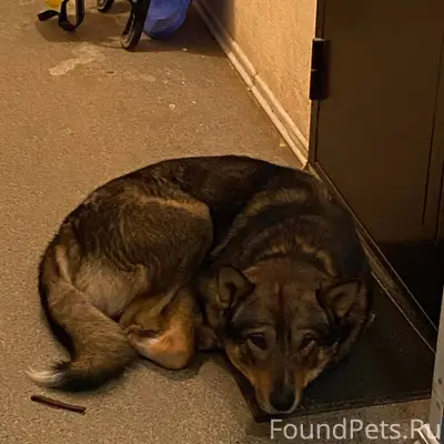 Может кто то ищет ? Пес с...