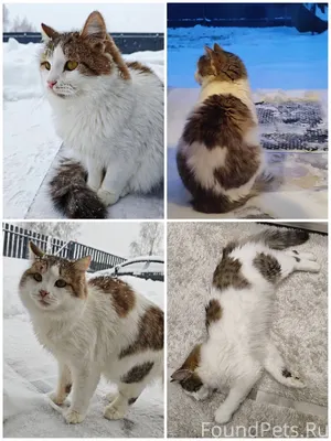 🆘🆘🆘🆘🆘🆘🆘 Пропал кот 28.01. Ушел...