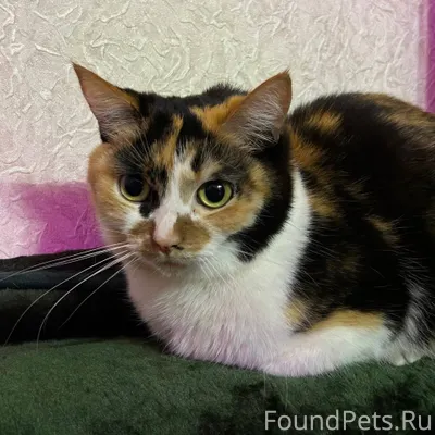 Рославль Пропала кошка в район...