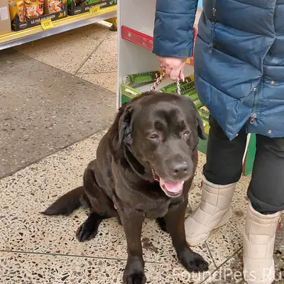 Люди, добрые!!! В Канищево, на...