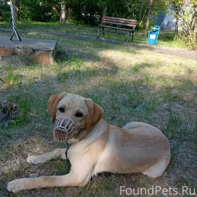 Потерялся пёс кличка Ричи Если...