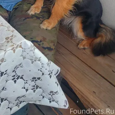 Пропала собака, может кто виде...