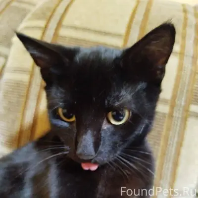 Пропал котёнок, район Чкалова,...