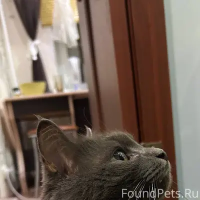 ‼️Нашли кота!‼️ Серый, пушисты...