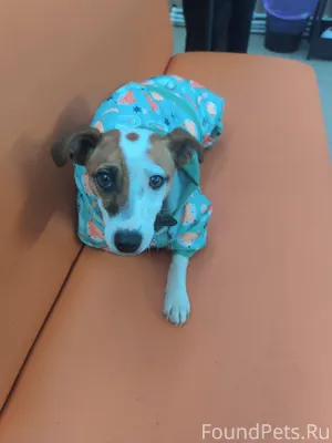 Найдена собака Джек Рассел тер...