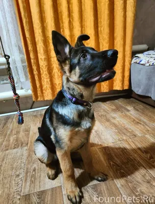 ПРОПАЛА СОБАКА! НИЖНИЙ ТАГИЛ Щ...