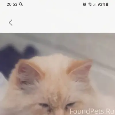 Пропал кот Беляш. Ушёл погулят...