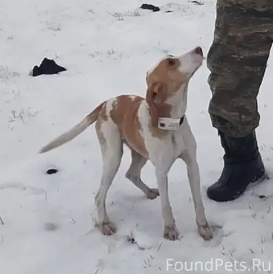 Пропала собака! Эстонская гонч...