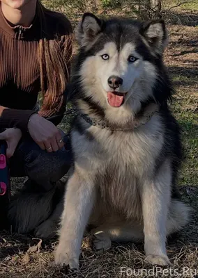 ❗️ВНИМАНИЕ❗️ Потерялся пёс! Ма...