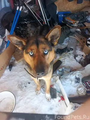 Найдена собака ждёт хозяина