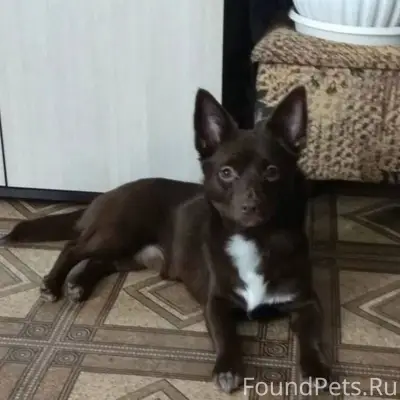 Пропала собака Если кто-то вид...