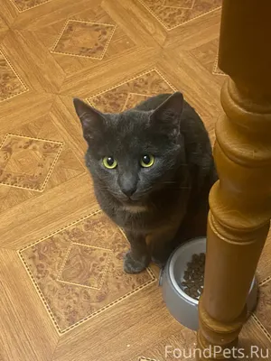 Найдем кот 29/01 под ступенька...