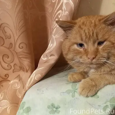 Срочно ❗ ❗ Пропал кот по...