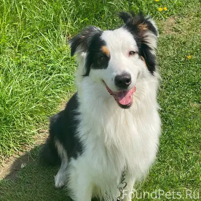 Пропала собака в Сентябре меся...