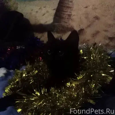 ПРОПАЛ КОТ! Кличка: Смайлик пр...