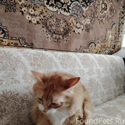 Срочно, 🚨 Горняков 35, чей кот...