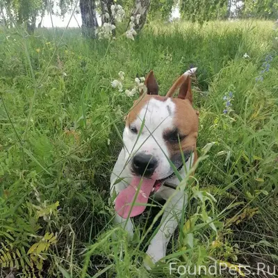 МИНУСИНСК❗❗❗ Потерялся пёс пор...