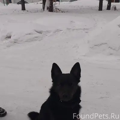 Потерялась собака город Лесоси...