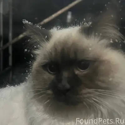 Пропал кот на 3 крап. Может...