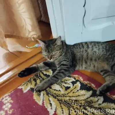 Пропала кошка Муся улица Ленин...