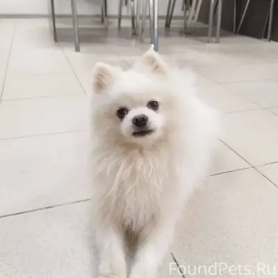 В районе улицы Менделеева проп...