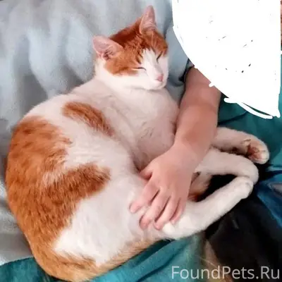 ПРОПАЛ КОТ 2 недели назад!!! В...