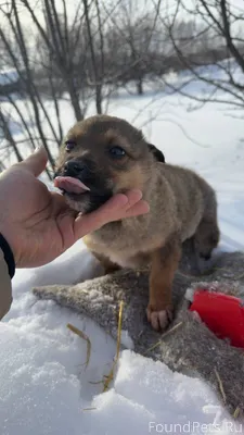 Малыш ищет семью! Был найден в...