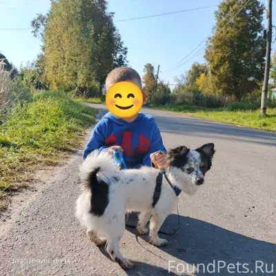 Пропала собака. Дети не успели...