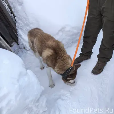 Здравствуйте, найдена собака п...