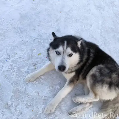 ❗Хозяин, найдись❗ Уже двое сут...