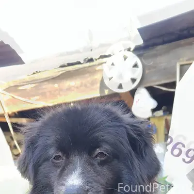 Пожалуйста! Убежала собака! Во...